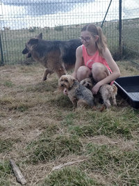 Sorties sur parcours des Chiens